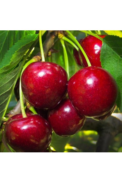 Темно-червоні великі плоди черешні Гіант Ред